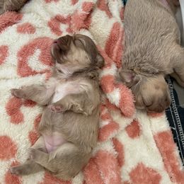 French Bulldog Puppies from Endless Frenchies