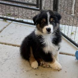 Boy 1 - Black tri-color male Australian Shepherd puppy in Phoenix, Arizona from Heartfire Aussies