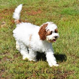 Dahlia - Red and white female Cockapoo puppy in Hopkins, South Carolina from Sugar and Spice Cockapoos