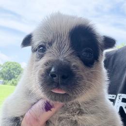 Lyre - Blue female Australian Cattle Dog puppy in Devalls Bluff, Arkansas from Coolhand's Australian Cattle Dogs