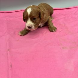 Tinsley - Red female Cavapoo puppy in Burke, New York from Patti’s Puppies