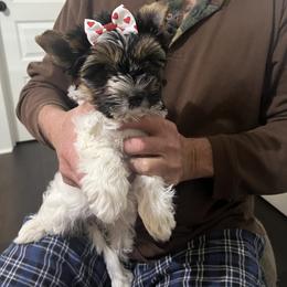 Lucie - Black tan and white female Biewer Terrier puppy in Brooks, Georgia from Brooks Beauties