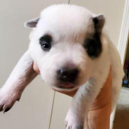 Eye patches - Blue speckled female Australian Cattle Dog puppy in Lenoir, North Carolina from Blue Coyote Ranch