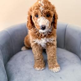 Rex - Cream male Goldendoodle puppy in Lakeland, Florida from Rolling Oak Doodles