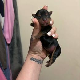 Sally - Black and tan female Yorkshire Terrier puppy in Georgia from Nalley Kennels