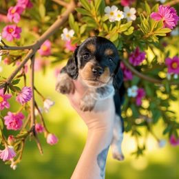 Grumpy - Piebald female Dachshund puppy in Westport, Kentucky from Lonestar Creek Farm