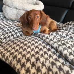 Dachshund All Grown Up from Mason Dixon Doxies