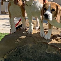 Beagle All Grown Up from Redd Devils
