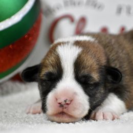 Ralphie - Sable male Pembroke Welsh Corgi puppy in Gober, Texas from Trigger Time Kennels