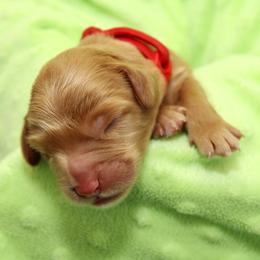 Cerelia - Red female Australian Labradoodle puppy in Stanwood, Washington from Victoria Creek Australian Labradoodles