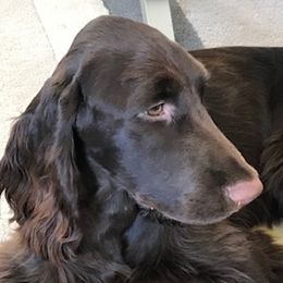 Kate - Field Spaniel