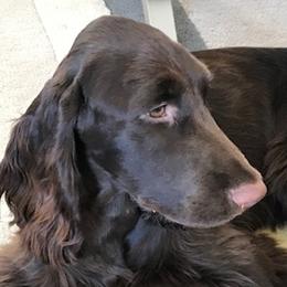 Kate - Field Spaniel