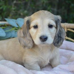 Dachshund Puppies from Dreamheart Dachshunds