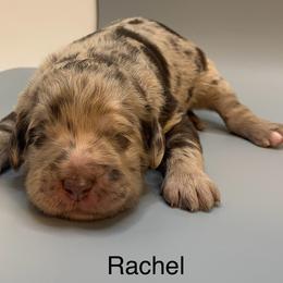 Rachel - Merle female Goldendoodle puppy in New Ringgold, Pennsylvania from Hawk Mountain Doodles