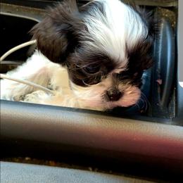 Shih Tzu Puppies from Tammy's Shihtzu Shack