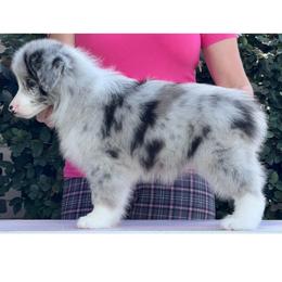 Sterlin - Blue merle male Border Collie puppy in Dunn, North Carolina from Coylety Border Collies
