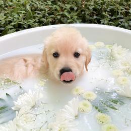 Golden Retriever Puppies from Chirping Meadows Goldens