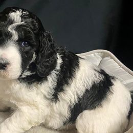 Girl 5 - Poodle puppy in Lehigh Valley, Pennsylvania from Starry Night Multicolored Poodles