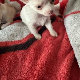 Chihuahua Puppies from Cathy Wright