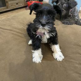 Miniature Schnauzer Puppies from Fran’s Miniature Schnauzer’s