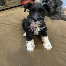 Miniature Schnauzer Puppies from Fran’s Miniature Schnauzer’s