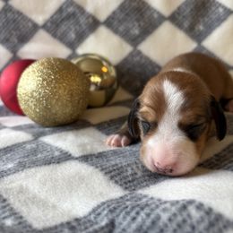 Tiger - Piebald male Dachshund puppy in San Rafael, California from Alexandra's Mini Doxies