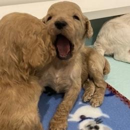 Poodle Puppies from Schrute Farms Standard Poodles