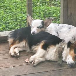 Pembroke Welsh Corgi Puppies from Cartee Corgis