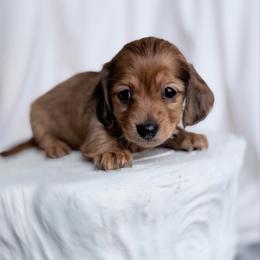 Andy longhair - Red male Dachshund puppy in Richmond, Virginia from Irresistible Dachshunds & Cavaliers