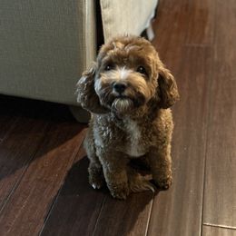 Lucy - Cavapoo