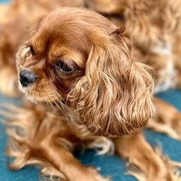 Cavalier King Charles Spaniels from King’s Cross Noble Cavaliers