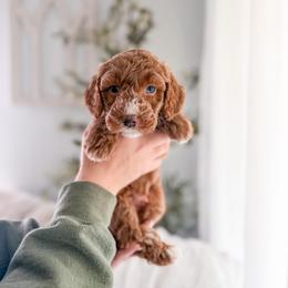 Gabriel - Red  male Goldendoodle puppy in Greencastle, Indiana from Willow & Co.