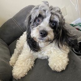Fendi - Cockapoo
