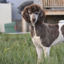Aussiedoodles, Poodles, and Shichons from PTK Ranch
