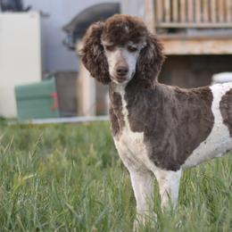 Aussiedoodles, Poodles, and Shichons from PTK Ranch