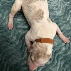 Brown collar - Silver brindle Borzoi puppy in Texas from Houston Borzoi