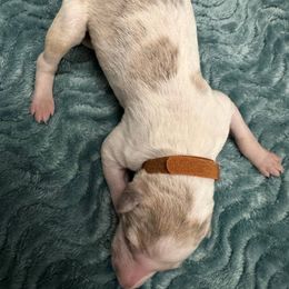 Brown collar - Silver brindle Borzoi puppy in Texas from Houston Borzoi