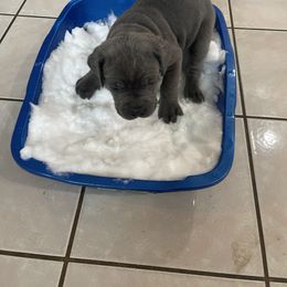 Boerboel and Cane Corso Puppies from DeCola’s Mastiff Paws