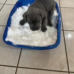 Boerboel and Cane Corso Puppies from DeCola’s Mastiff Paws