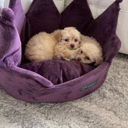 Cockapoo and Poodle Puppies from Nikol Nik