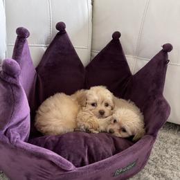 Cockapoo and Poodle Puppies from Nikol Nik
