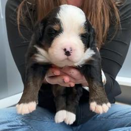 Turquoise Collar Female - Black rust and white female Bernese Mountain Dog puppy in Bristol, Tennessee from Holston Hollow Farm