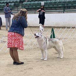 Ryder  - Siberian Husky