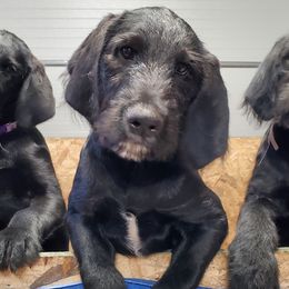 Labradoodles from Alderson Kennels