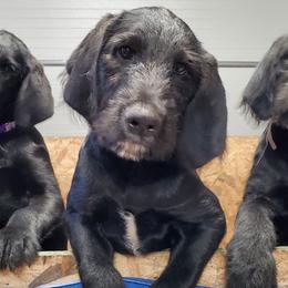 Labradoodles from Alderson Kennels