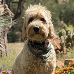 Cassidy - Australian Labradoodle