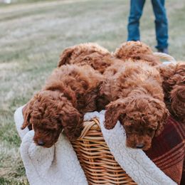 Poodles from Teton Poodles