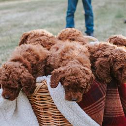 Poodles from Teton Poodles