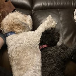 Cavapoo and Poodle All Grown Up from Happy Tails Poods and Doods
