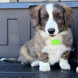 Tornado (Tori) - Brindle and white female Cardigan Welsh Corgi puppy in Denver, Colorado from Monarch Corgis
